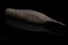 Radis Noir